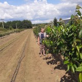Dvogodišnje sadnice trešanja Gisela 6