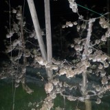 Voćka trešnje u mraznoj noći