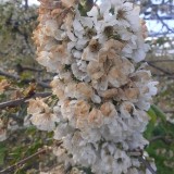 Mraz u noćima 07., 08., 09. travnja oštetio je dio cvjetova trešanja