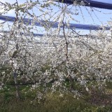 Early Bigi cijepljen na podlozi Gisela 6. Sedma vegetacija. Razmak sadnje 2,8 m x 5m. Puna cvatnja.